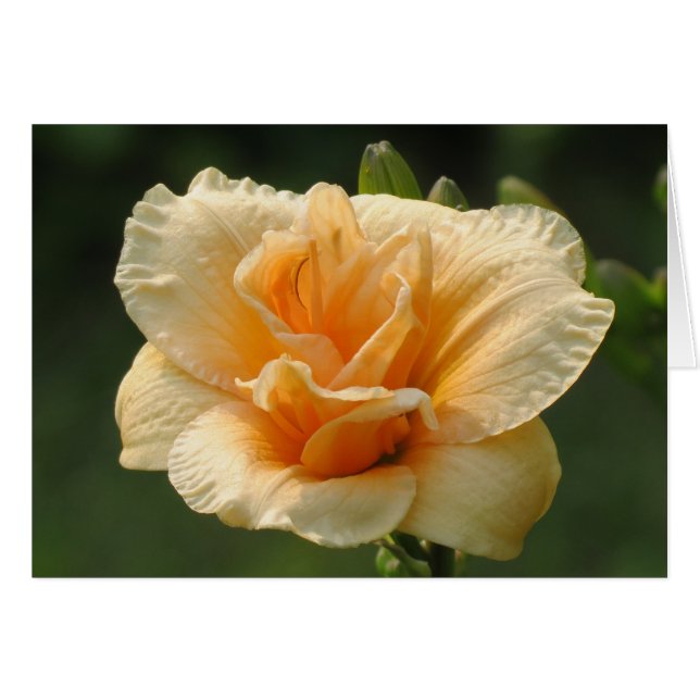 Bubbly - Daylily (Devant horizontal)