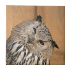 Bubo bubo sibiricus tegeltje
