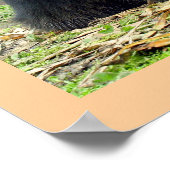 Bubu het Andes-Beer in Yanahurco, Ecuador Poster (Hoek)