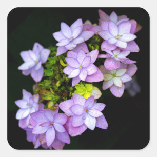 Buch van vele bloemblaadjes paarse bloemen vierkante sticker