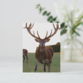 Buck Briefkaarten (Staand voorkant)