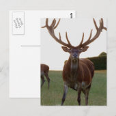 Buck Briefkaarten (Voorkant / Achterkant)