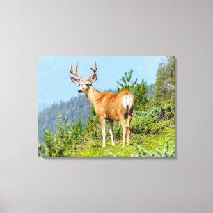Buck Canvas Afdruk