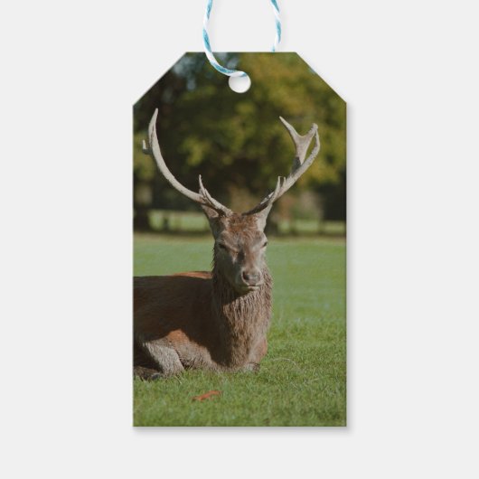Buck cerf étiquettes cadeaux (Devant)