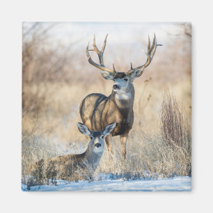 Buck Couple   Mule Deer Magneet