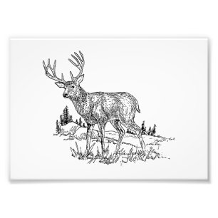 Buck Deer Foto Afdruk