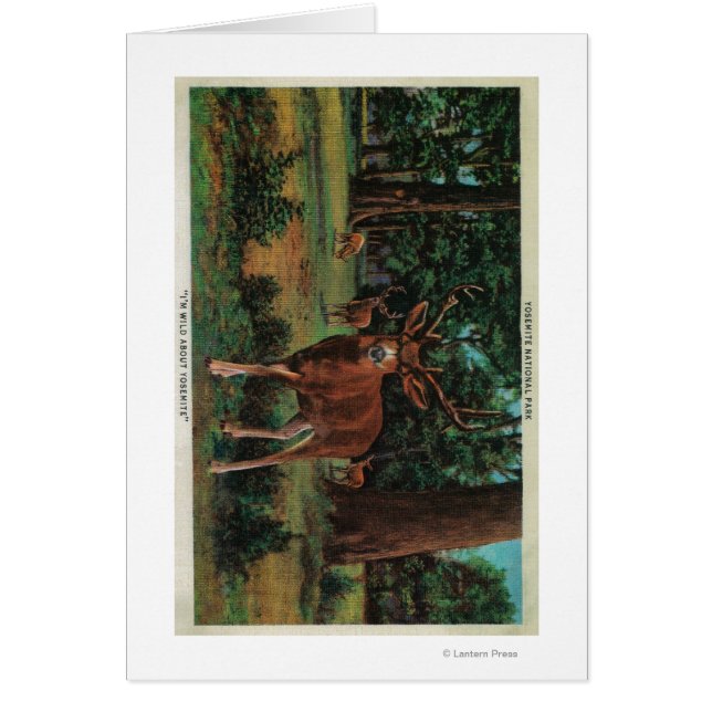 Buck Deer in Yosemite National Park (Voorkant)