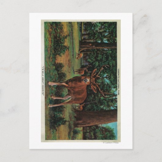 Buck Deer in Yosemite National Park Briefkaart (Voorkant)