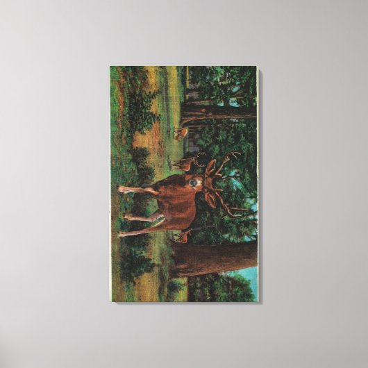 Buck Deer in Yosemite National Park Canvas Afdruk (Voorkant)