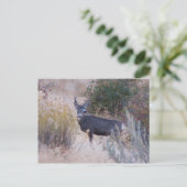 Buck Deer Postcard Briefkaart (Staand voorkant)