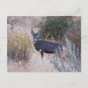 Buck Deer Postcard Briefkaart