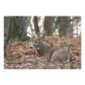 Buck Deer Repose photo Imprimer (Devant)