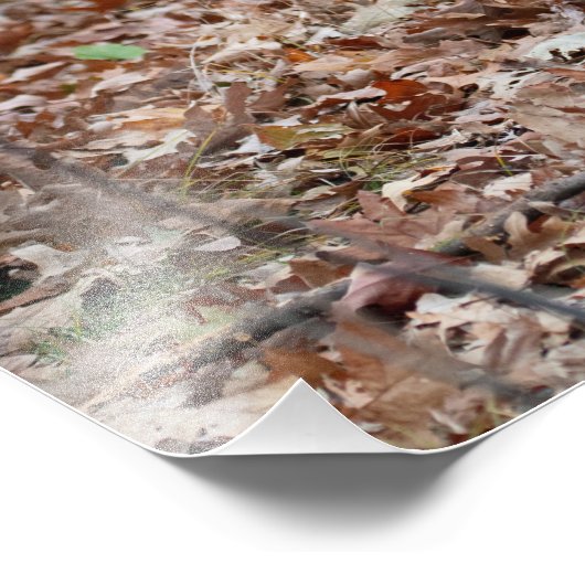 Buck Deer Repose photo Imprimer (Coin)