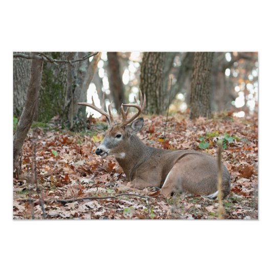 Buck Deer Resting Photo Print Foto Afdruk (Voorkant)