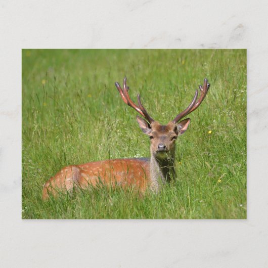 Buck fallow hert in gras briefkaart (Voorkant)