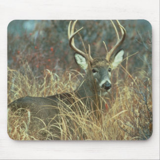 Buck in the Grass Muismat