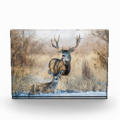 Buck Koppel | Muildierhert Fotoblokken (Voorkant)