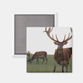 Buck Magnet (Recto/Verso)