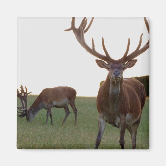 Buck Magnet (Devant)