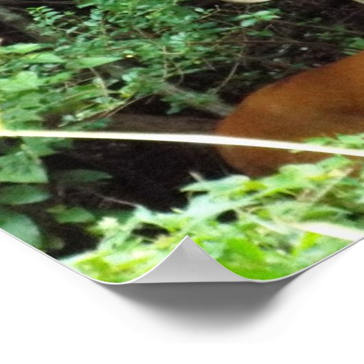 Buck White-tailed Deer Value Poster Paper (Matte) (Coin)