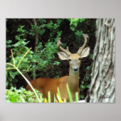 Buck White-tailed Deer Value Poster Paper (Matte) (Devant)