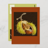 buckeye briefkaart (Voorkant / Achterkant)