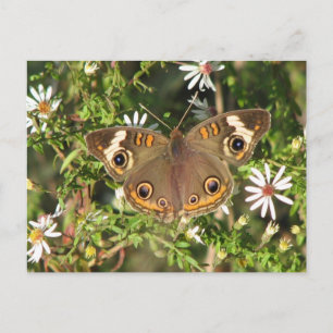 Buckeye Briefkaart