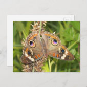 Buckeye Butterfly Briefkaart (Voorkant / Achterkant)