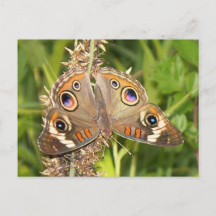 Buckeye Butterfly Briefkaart