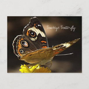 Buckeye Butterfly op een Gele Vloer met Tekst Briefkaart