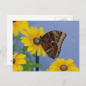 Buckeye Butterfly op Yellow Daisy Briefkaart (Voorkant / Achterkant)