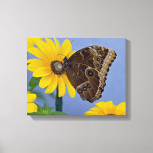 Buckeye Butterfly op Yellow Daisy Canvas Afdruk