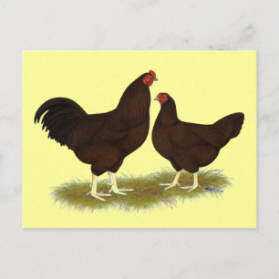 Buckeye Chickens Briefkaart
