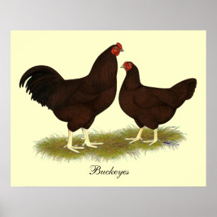 Buckeye Chickens Poster