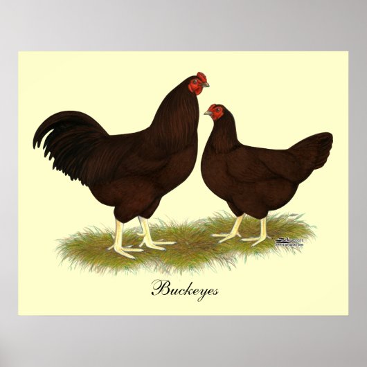 Buckeye Chickens Poster (Voorkant)
