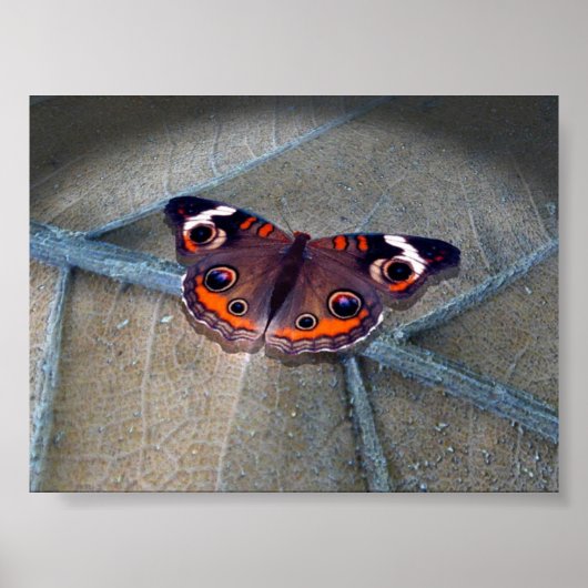 Buckeye Poster (Voorkant)