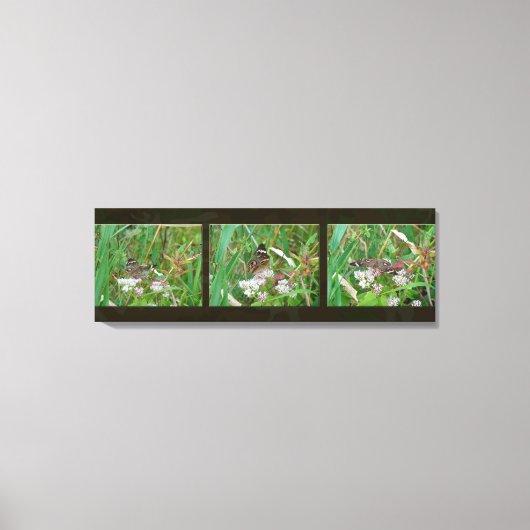 Buckeye Vlinder Triptiek Canvas Afdruk (Voorkant)