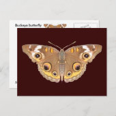 Buckeyvlinder ~ briefkaart (Voorkant / Achterkant)