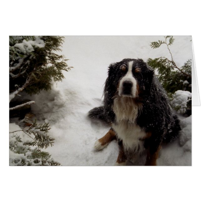 Buckminster houdt van sneeuw (Voorkant Horizontaal)