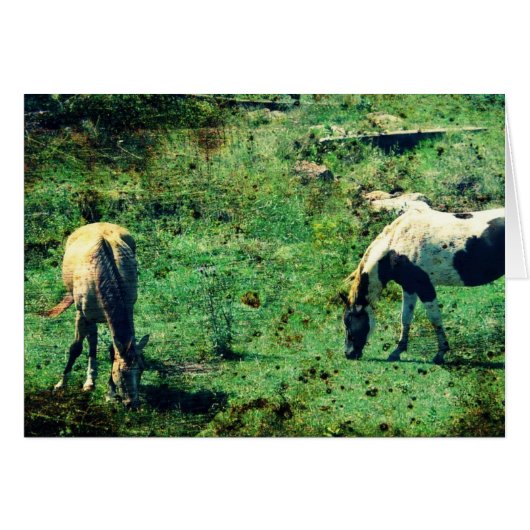 Buckskin en Pinto (Voorkant Horizontaal)