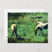 Buckskin en Pinto Briefkaart (Voorkant / Achterkant)