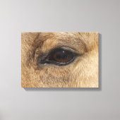 Buckskin Eye Canvas Afdruk (Voorkant)