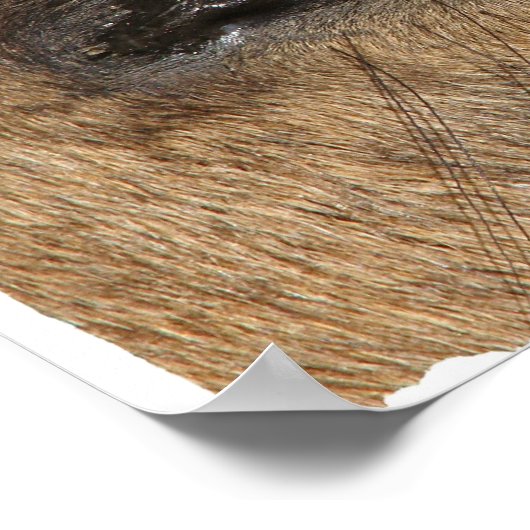 Buckskin Eye Poster (Hoek)