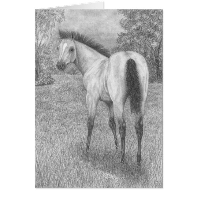 Buckskin filly (Voorkant)