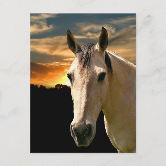 Buckskin horse sunset briefkaart (Voorkant)