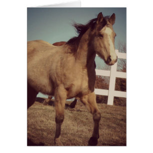 Buckskin Horse Trots