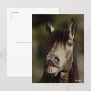 Buckskin Lusitano Stallion Flehmen Headshot Briefkaart