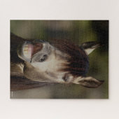 Buckskin Lusitano Stallion Flehmen Headshot Legpuzzel (Horizontaal)