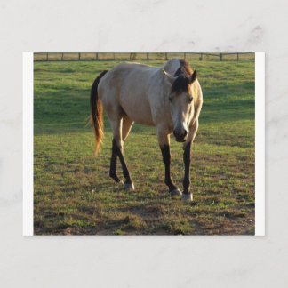 Buckskin Mare Briefkaart