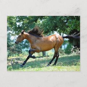 Buckskin Morgan Horse Briefkaart